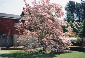The magnolia photographed in 1996 by Michael Small