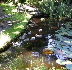 Ducklings in the Rockpool