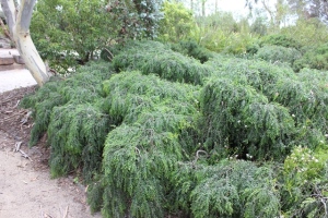 Acacia howittii prostrate form