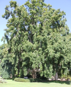 Hybrid oak with weeping elm tucked in to the left