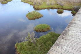  Warragine wetland pool from boardwalk