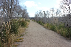 Warragine path through grass