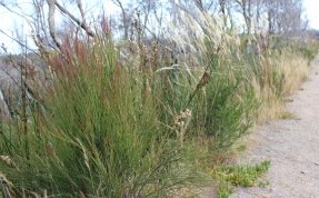 Warragine path plant community