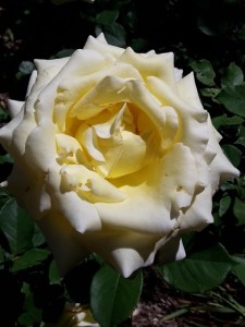 Yellow hybrid tea rose