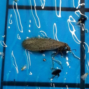 Brown lacewing on blue sticky trap with white flies a beetle and an unidentified fly