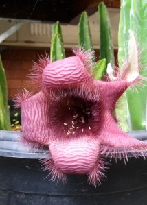 Stapelia asterias a carrion flower from South Africa