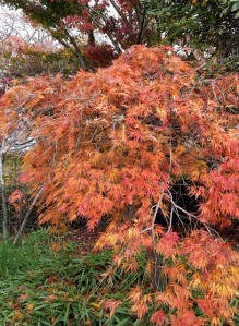 Beweley's Upright Red in autumn