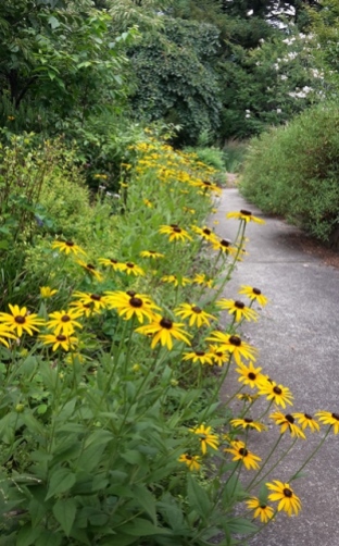 Rudbeckia with weeping elm and white crepe myrtle in the background