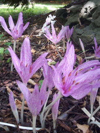 colchicums and cyclamen
