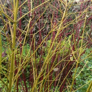 red and yellow stemmed dogwoods 2